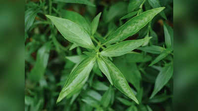 Benefits of Chirata: આ છોડના મૂળથી લઇને પાનમાં ભરેલું છે ઇન્સ્યૂલિન; ડાયાબિટીસ સહિત 6 રોગોને જડથી કરશે દૂર