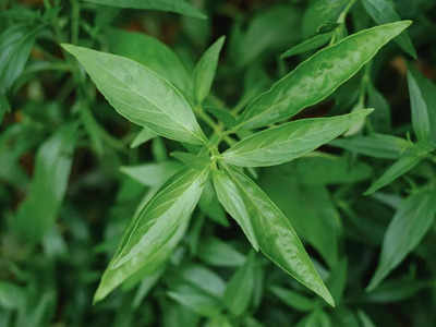 Benefits of Chirata: આ છોડના મૂળથી લઇને પાનમાં ભરેલું છે ઇન્સ્યૂલિન; ડાયાબિટીસ સહિત 6 રોગોને જડથી કરશે દૂર