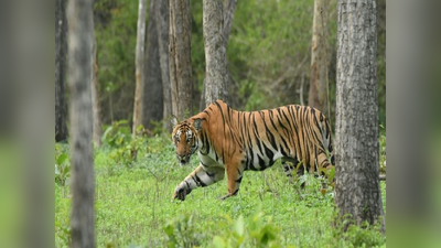 दोन वाघिणींचे होणार स्थानांतरण; एनटीसीएची परवानगी, नवेगाव-नागझिरा व्याघ्र प्रकल्पात हलविणार