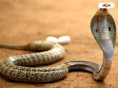 Chattisgarh Cobra News : একরত্তির কামড়ে মৃত্যু কোবরার! ছত্তিশগড়ের ঘটনায় চাঞ্চল্য