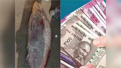 Telia Vola Fish : দিঘা আড়তে ৩৬ কেজির তেলিয়া ভোলা, দাম উঠল আকাশছোঁয়া