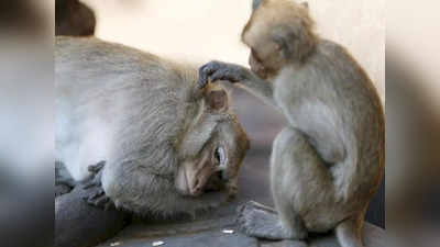 Bareilly News: बंदरों के हमले में युवक की मौत, बरेली से आई दहलाने वाली वारदात के बारे में जानिए