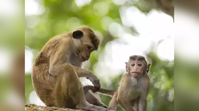 माकडाच्या हल्ल्यात मुलगा जखमी; शिवनेरी किल्ल्यावरील प्रकार