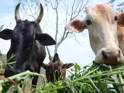 ಮಡಿಕೇರಿ: ನ. 1ರಿಂದ ಒಂದು ತಿಂಗಳು ಜಿಲ್ಲೆಯಲ್ಲಿ ಗೋವುಗಳಿಗೆ ಕಾಲುಬಾಯಿ ರೋಗ ಲಸಿಕೆ ಅಭಿಯಾನ