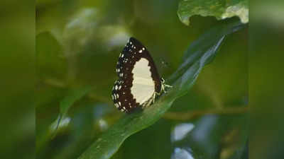 Butterfly In India : বক্সায় নতুন অতিথি, খোঁজ মিলতেই উচ্ছ্বসিত বন দফতর