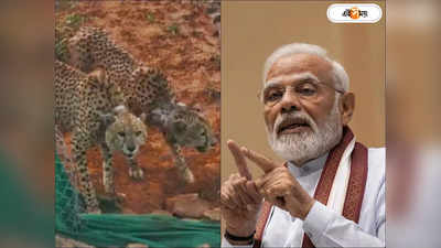 Kuno Cheetah News : দারুন খবর! নামিবিয়ার চিতার ভিডিয়ো পোস্ট উচ্ছ্বসিত প্রধানমন্ত্রীর