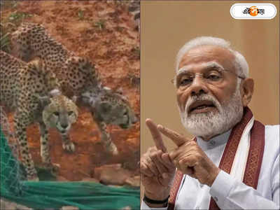 Kuno Cheetah News : দারুন খবর! নামিবিয়ার চিতার ভিডিয়ো পোস্ট উচ্ছ্বসিত প্রধানমন্ত্রীর