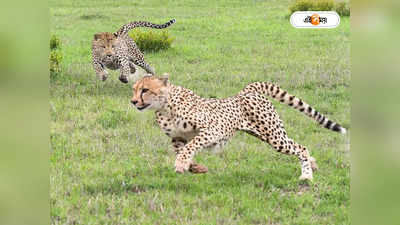 Cheetah in India: ‘গর্ভেই নষ্ট ভ্রূণ’, আপাতত মা হতে পারবে না অন্তঃসত্ত্বা ‘আশা’