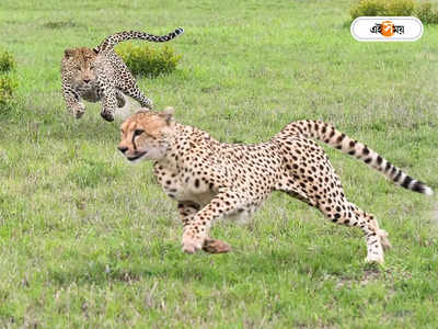 Cheetah in India: ‘গর্ভেই নষ্ট ভ্রূণ’, আপাতত মা হতে পারবে না অন্তঃসত্ত্বা ‘আশা’