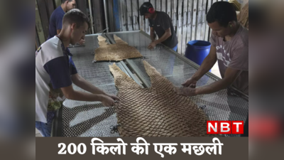 गजब! 17 हजार रुपये की एक मछली और वजन 200 किलो से ज्यादा