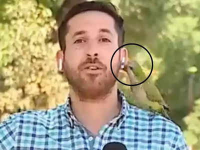 Parrot Steals: న్యూస్ చెబుతున్న రిపోర్టర్‌కు వింత అనుభవం... భుజంపై వాలిన చిలుక... తర్వాత ఏం చేసిందంటే..