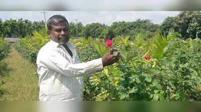 Rose Agriculture - ಅಂದದ ಗುಲಾಬಿ ಬೆಳೆದರೆ ವರ್ಷ ಪೂರ್ತಿ ಕೈತುಂಬಾ ಹಣ