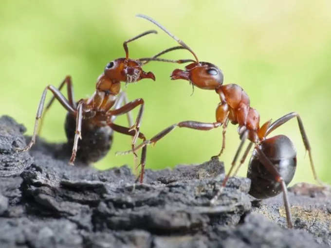 ​चींटी और इंसान का वजन एक बराबर