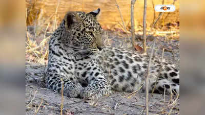 Leopard Attack : চলন্ত বাইকের উপর ঝাঁপিয়ে তরুণীর উরুর মাংস খুবলে নিল চিতাবাঘ