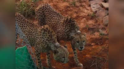 African Cheetahs: ನಮೀಬಿಯಾದಿಂದ ಬಂದ ಚೀತಾಗಳಿಂದ ಭಾರತದ ನೆಲದಲ್ಲಿ ಮೊದಲ ಬೇಟೆ!