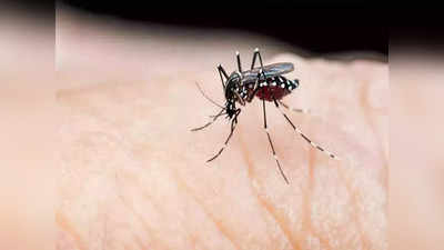 कानपुर में डेंगू का प्रकोप जारी, दो और मौतें, 88 एक्टिव पेशेंट... वायरल फीवर के मरीजों की प्लेटलेट्स हो रही डाउन