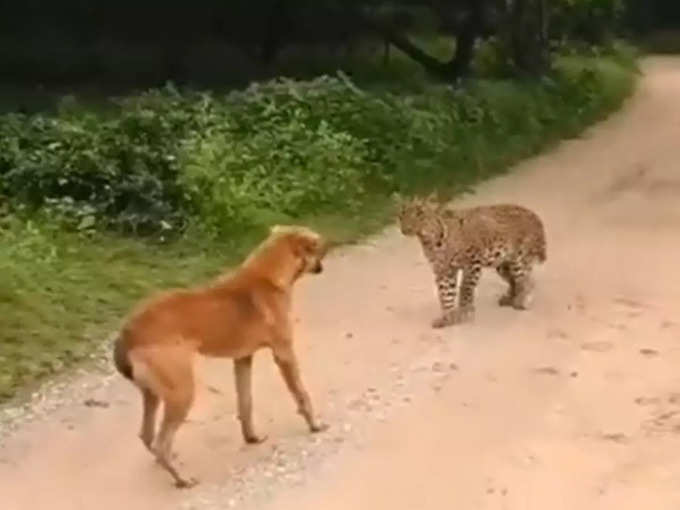 जब तेंदुए से डरा नहीं कुत्ता...