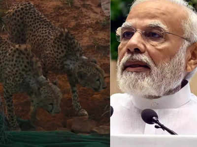 Cheetah Asha:മാനസിക സമ്മർദ്ദം, ആശയുടെ ഗർഭം അലസി; ചീറ്റകളുടെ വീഡിയോ പങ്കുവച്ച് പ്രധാനമന്ത്രി