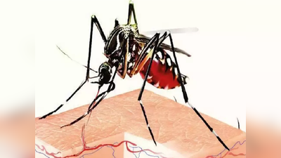 UP Dengue Update: डेंगू का कहर, शहर- शहर... लखनऊ में 36 फीसदी की दर से बढ़ा है रोग, जानिए मामला