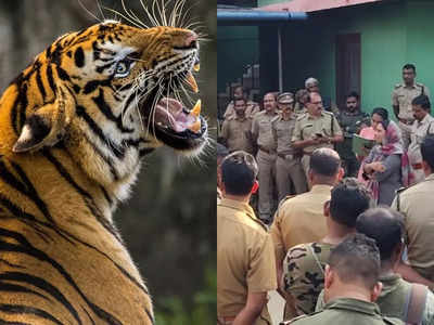 കൃഷ്ണഗിരിയെ വിറപ്പിച്ച കടുവ ബീനാച്ചി എസ്റ്റേറ്റില്‍ കയറി; തെരച്ചില്‍ നിര്‍ത്തി വനപാലകസംഘം