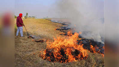 Stubble Burning : दिल्ली को प्रदूषण से बचाना है तो पंजाब में उगाई जाएं धान की ये किस्में, थम जाएगा पराली का जलना