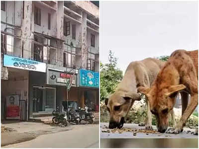 ബസിനുള്ളിൽ കയറി യാത്രക്കാരനെ വരെ കടിച്ച നായ പുറത്തിറങ്ങിയപ്പോൾ മറ്റൊരു ബസിടിച്ചു ചത്തു