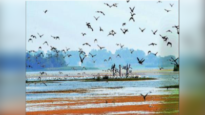 परदेशी पाहुण्यांच्या मार्गातही पावसाचा अडथळा; स्थलांतराला विलंब, बर्ड रिंगिंगची तयारी पूर्ण