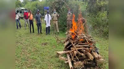 3 பேரை கடித்துக் குதறிய கரடி மர்மமாக உயிரிழப்பு; புதைக்காமல் எரித்த வனத்துறை!