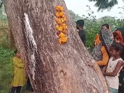 Shravasti News: श्रावस्ती में नीम के पेड़ से निकल रहा दूध, पूजा करने के लिए लगी लाइन
