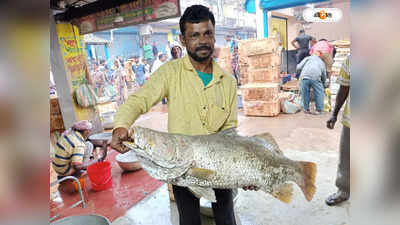 Vetki Fish : মৎস্যজীবীর জালে ১১ কেজি ওজনের ভেটকি, দাম কত জানেন ?