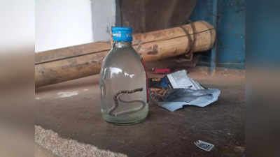 Snake In Wine Bottle: देसी शराब की बोतल में जहरीला सांप... ढक्कन खोलते ही उतर गया सारा नशा