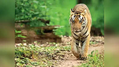 Madhya Pradesh: शहडोल में परिजनों के सामने से नौ साल की बच्ची को खींचकर ले गया बाघ, मौत