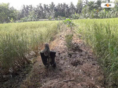 Howrah News : জমিতে দাপিয়ে বেড়াচ্ছে বন্য জন্তু! ঘুম উড়েছে গ্রামবাসীদের