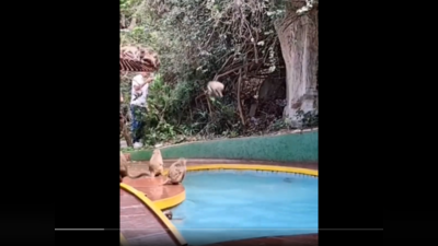 Swimming Pool உள்ளே குதியாட்டம் போட்ட சுட்டி குரங்குகள்! Viral Video