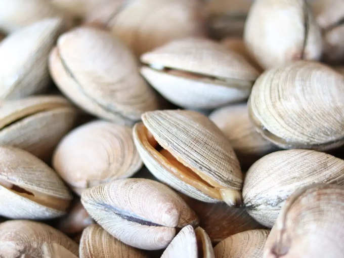 சிப்பி (Clams)