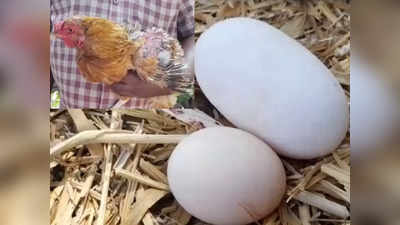 अबब! कोंबडीनं दिलं साडे तीन इंचांचं अंडं; पाहण्यासाठी गावकऱ्यांची गर्दी, पोल्ट्रीचालकही धावले