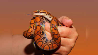 Snake Bite: ಹಾವು ಕಡಿತಕ್ಕೆ ದೇಶಾದ್ಯಂತ ಪ್ರತಿ ವರ್ಷ 64 ಸಾವಿರ ಜನರ ದುರ್ಮರಣ!