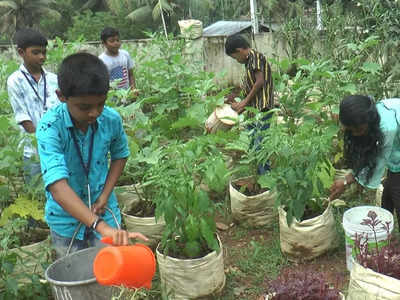 പഠനത്തോടൊപ്പം കൃഷി; മുളകും വെണ്ടയും തക്കാളിയും നട്ട് പരിപാലിച്ച് കുട്ടിക്കര്‍ഷകര്‍