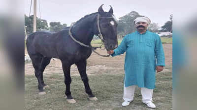 Sitamarhi: सोनपुर मेले की शोभा बढ़ा रहे डॉ जितेंद्र की तेजाब घोड़ा, पालतू जानवरों के हैं शौकीन