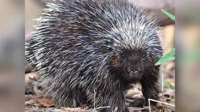 Porcupine in Mandya: ಮಂಡ್ಯದಲ್ಲಿ ಮುಳ್ಳುಹಂದಿಗಳ ಕಾಟ; ಸಕ್ಕರೆ ನಾಡಿನ ಜನ ಹೈರಾಣು