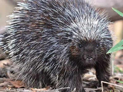 Porcupine in Mandya: ಮಂಡ್ಯದಲ್ಲಿ ಮುಳ್ಳುಹಂದಿಗಳ ಕಾಟ; ಸಕ್ಕರೆ ನಾಡಿನ ಜನ ಹೈರಾಣು