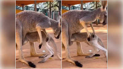 Kangaroo Viral Video: ক্যাঙারু কেয়ার! মায়ের আদর পেতে নবজাতকের আবদার, ভিডিয়োয় মজে নেটিজেনরা