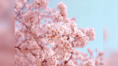 Cherry Blossom Festival: చెర్రీ బ్లాసమ్ ఫెస్టివల్ చూడాలంటే జపాన్ వెళ్లాల్సిన అవసరం లేదు.. ఇక్కడే చూడొచ్చు