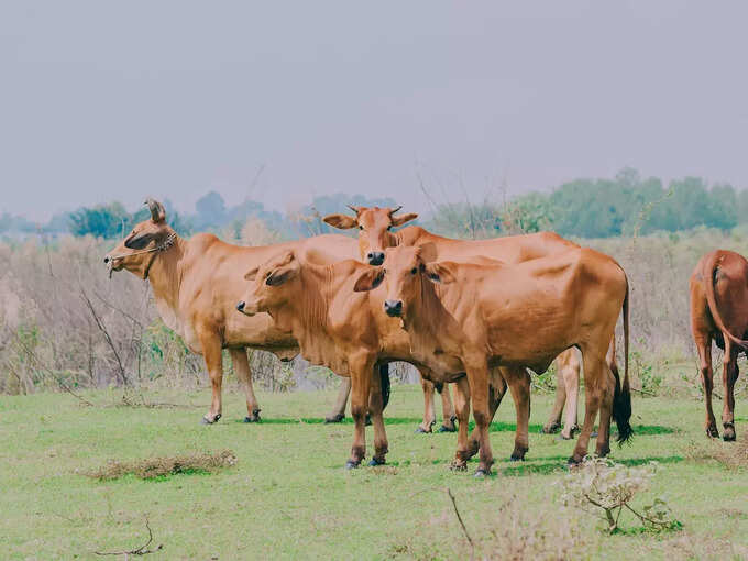 ಹಸುವಿನ ಪಾದ ಸ್ಪರ್ಶ