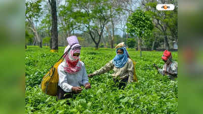 Tea Board of India : ১ হাজার কোটি টাকার সহায়তা চায় টি বোর্ড
