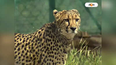 Kuno Cheetah Latest News : একের পর এক হরিণ শিকার, ডিনারে চেটেপুটে চিতল খেল কুনোর চিতারা