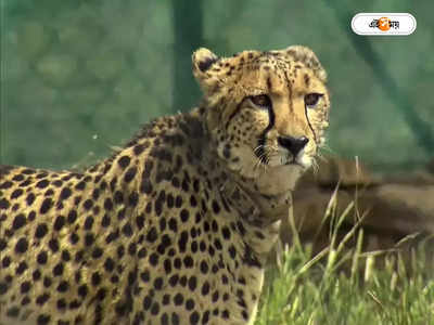 Kuno Cheetah Latest News : একের পর এক হরিণ শিকার, ডিনারে চেটেপুটে চিতল খেল কুনোর চিতারা