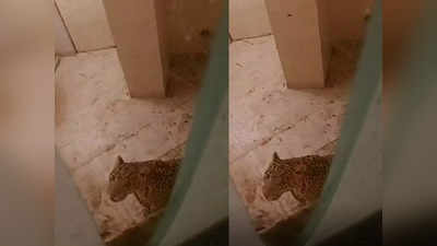 Jaipur Leopard News: जयपुर के फार्महाउस में घुस आया भूखा प्यासा तेंदुआ, मच गया हड़कंप, फिर...