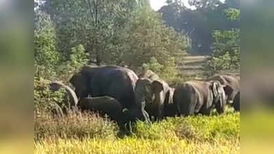 जशपुर जिले में हाथियों के झुंड ने बर्बाद कर दी धान की फसल, दहशत में जी रहे हैं गाग्रीण