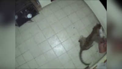 Leopard in ooty: ஊட்டியில் நாயை கொன்ற சிறுத்தை! Viral Video